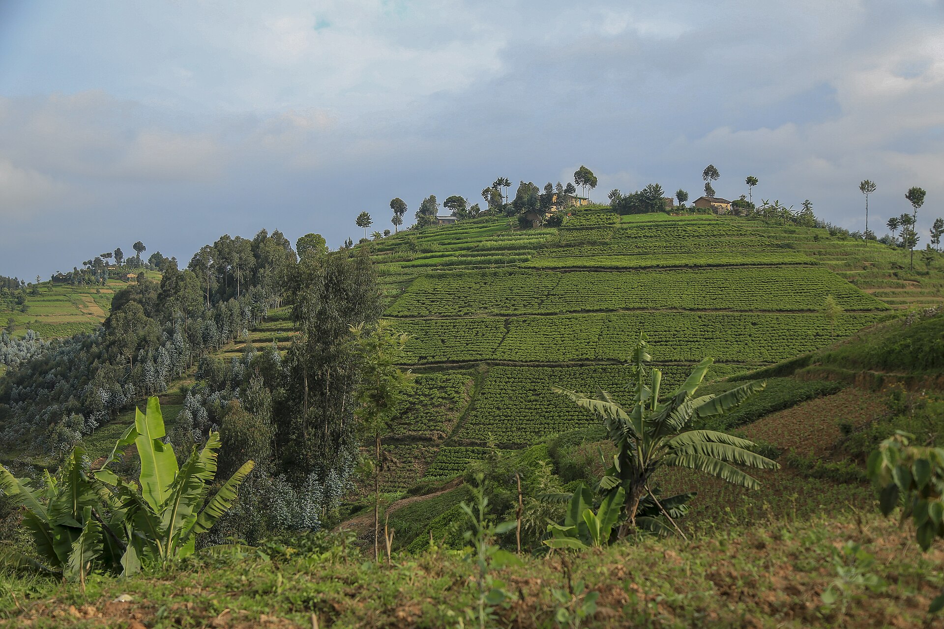 Terraced hills